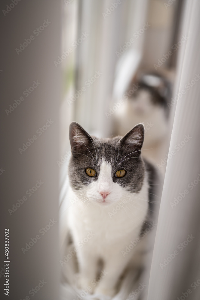 Beautiful cat looking at camera with its big orange eyes