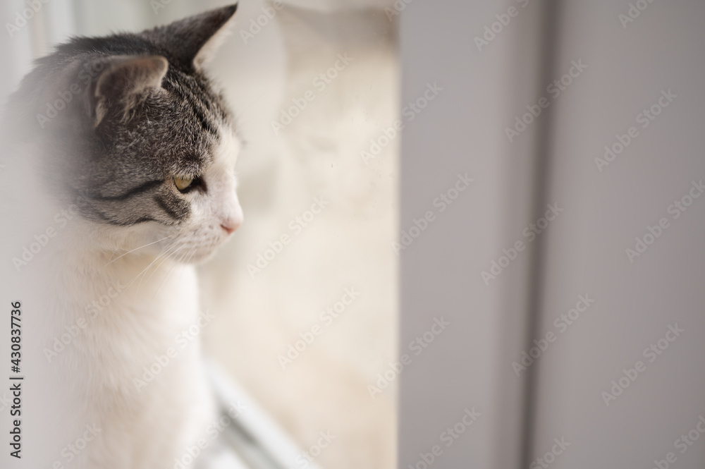 Front view white and gray cat looking at its window glass reflection