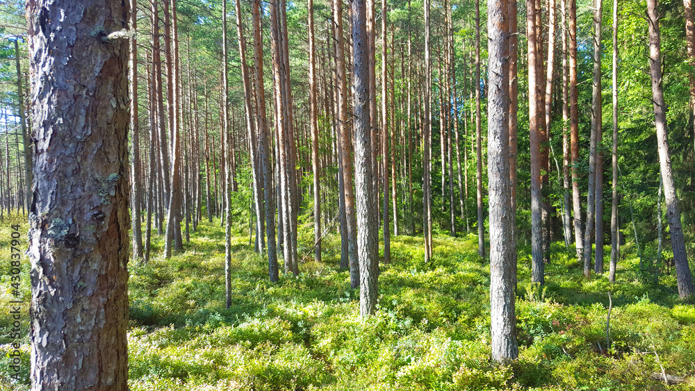 Obraz premium estonia swamp moor landscape nature trail national park