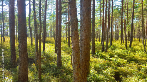 estonia swamp moor landscape nature trail national park