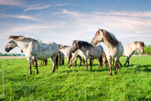 Small herd of semi wild Polish horses on meadow.