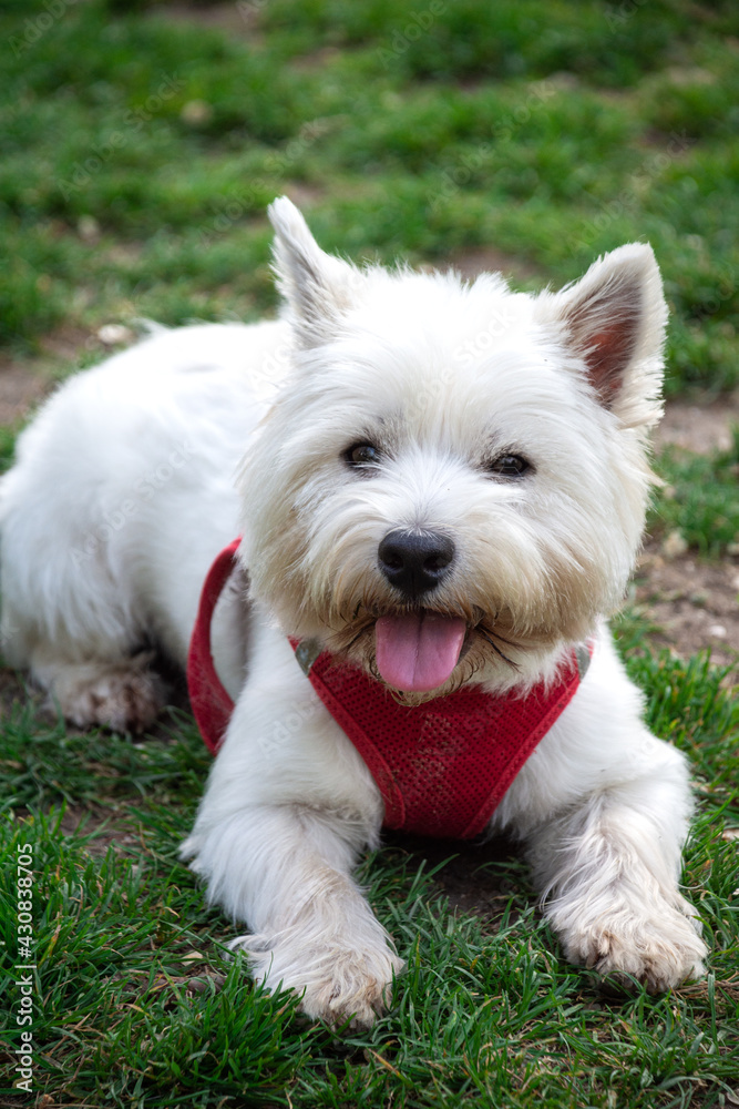 Top view of white terrier dog, lying on the grass in a park, vertical