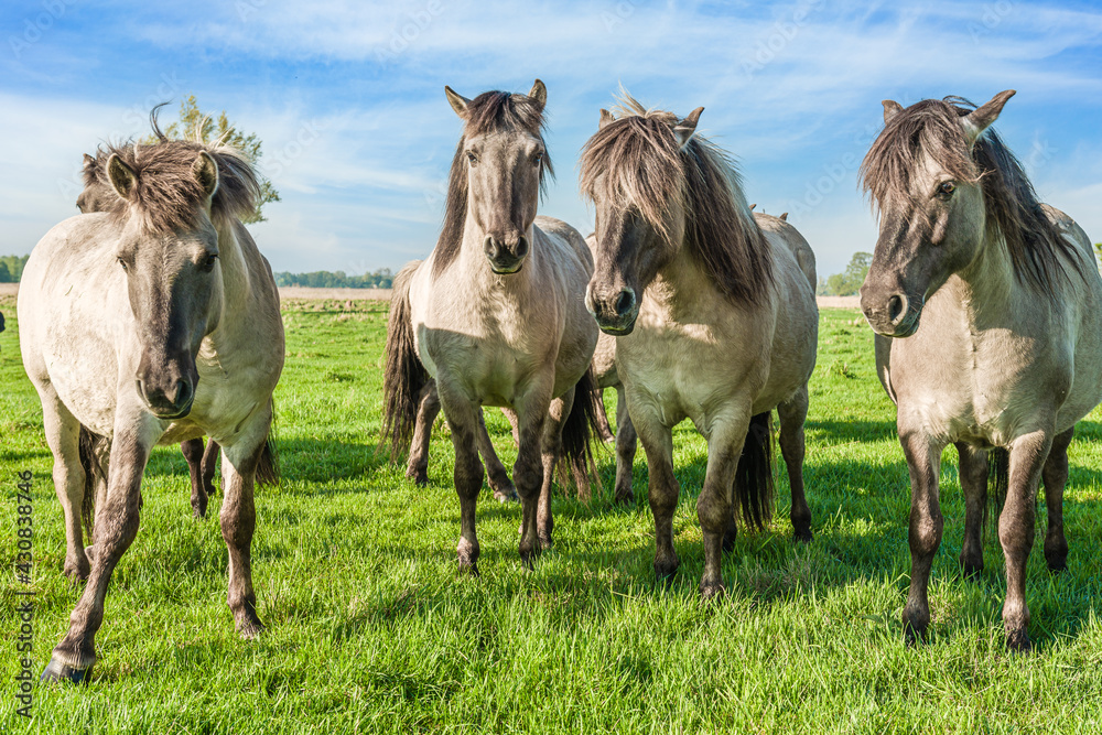 Small herd of semi wild Polish horses on meadow. Small herd of semi wild Polish horses on meadow.