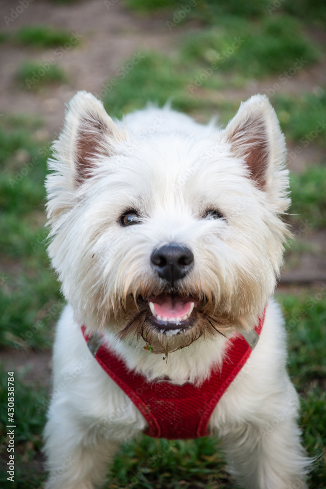 Close-up of white terrier dog with open mouth, standing on the grass in a park, vertical