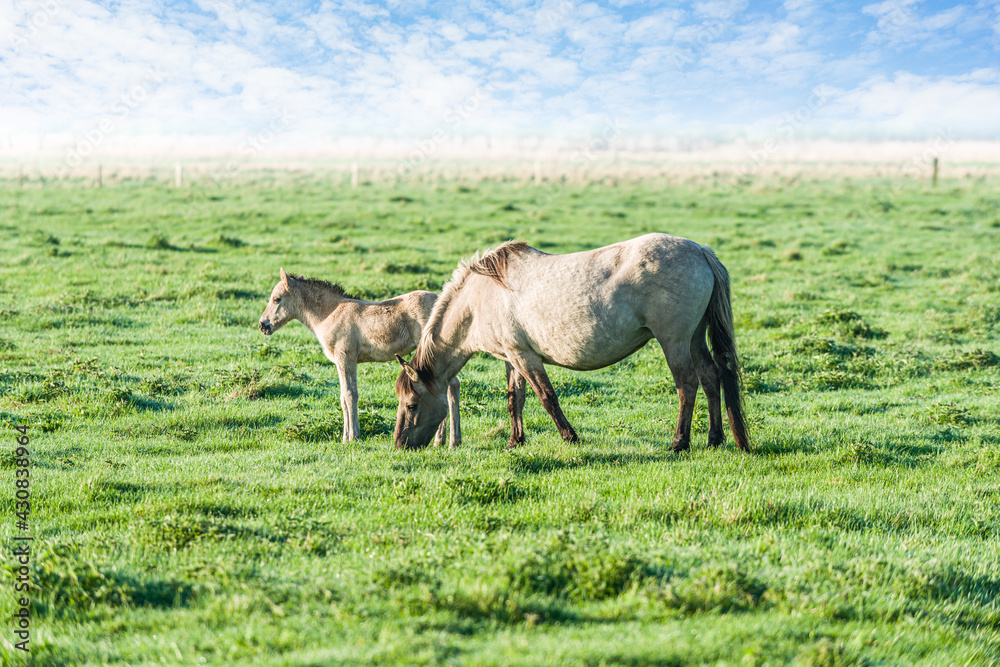 Small herd of semi wild Polish horses on meadow. Old horse with small colt eating grass. Small herd of semi wild Polish horses on meadow. Old horse with small colt eating grass.