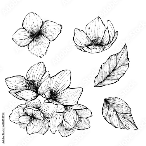 Jasmine flowers set, monochrome, vector