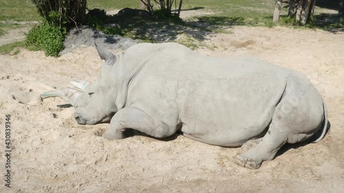 Tired White Rhinoceros lying down, resting on sand, 4K detail, 2021 photo