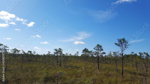 estonia swamp moor landscape nature trail national park