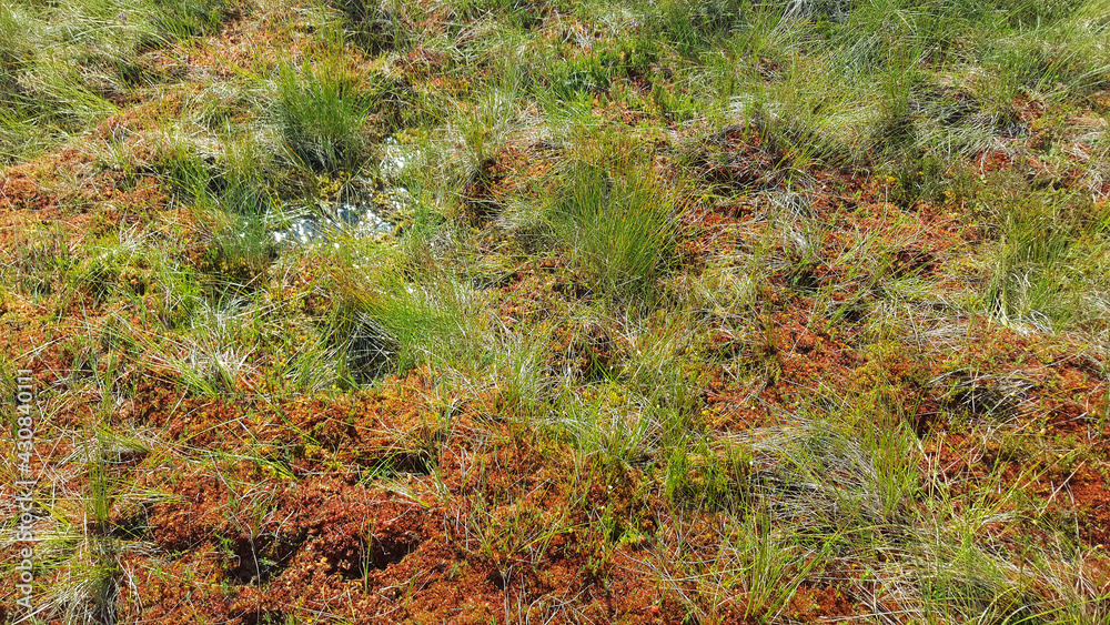 Fototapeta premium estonia swamp moor landscape nature trail national park