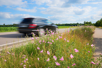 very fast black car driving on the road, perspective from roadside green space with wildflowers