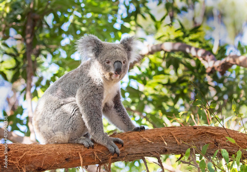 Fototapeta Naklejka Na Ścianę i Meble -  Koala Bear sitting on eucalyptus tree outdoor in the Shade, Australia