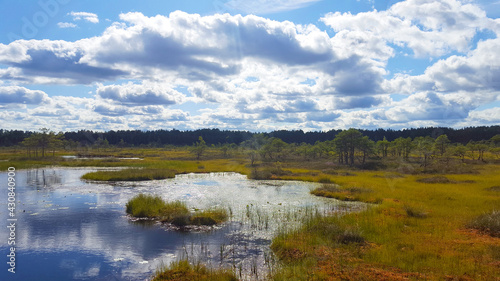 estonia swamp moor landscape nature trail national park