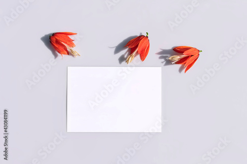 Mockup poster or flyer for presentation, stationery and red lilies with hard shadows on a gray background in a elegant modern minimalist style. Congratulations blank, white paper