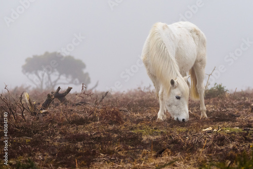 horses in the meadow
