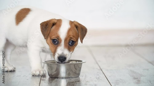 Little puppy eating food from bowl