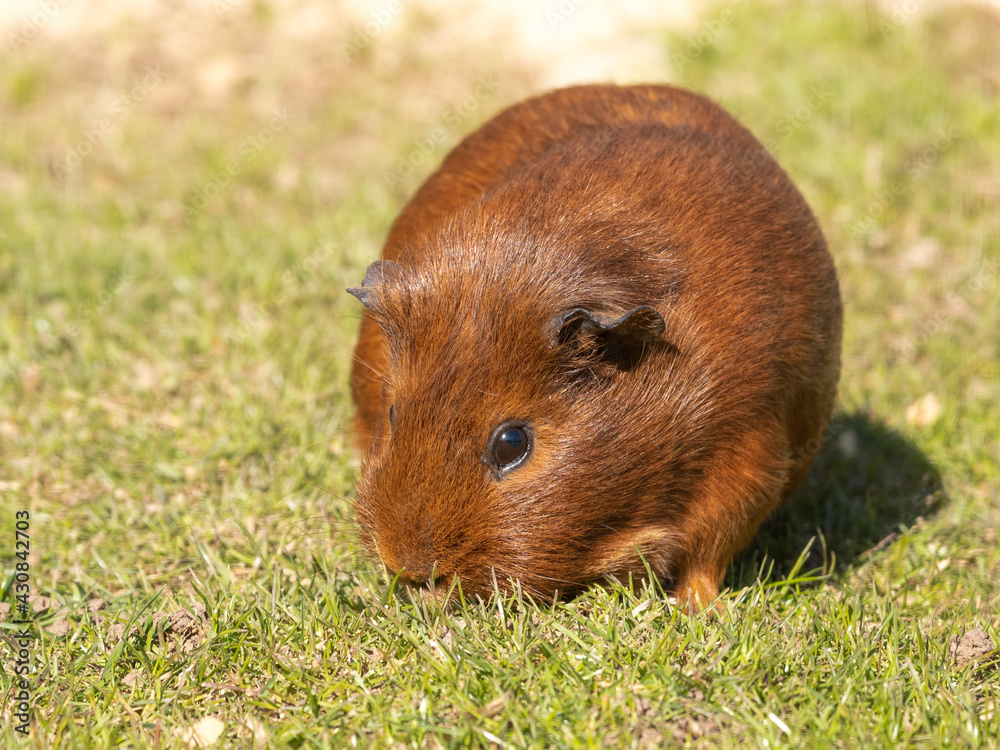 Guinea Pig Walking on Grass