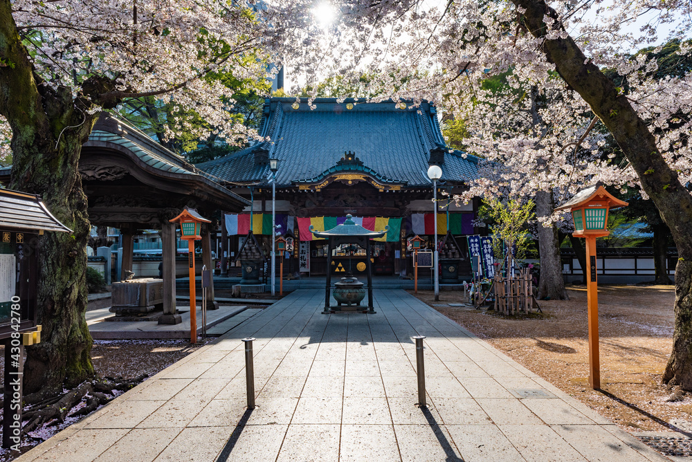 Obraz premium 川越 蓮馨寺本堂と桜