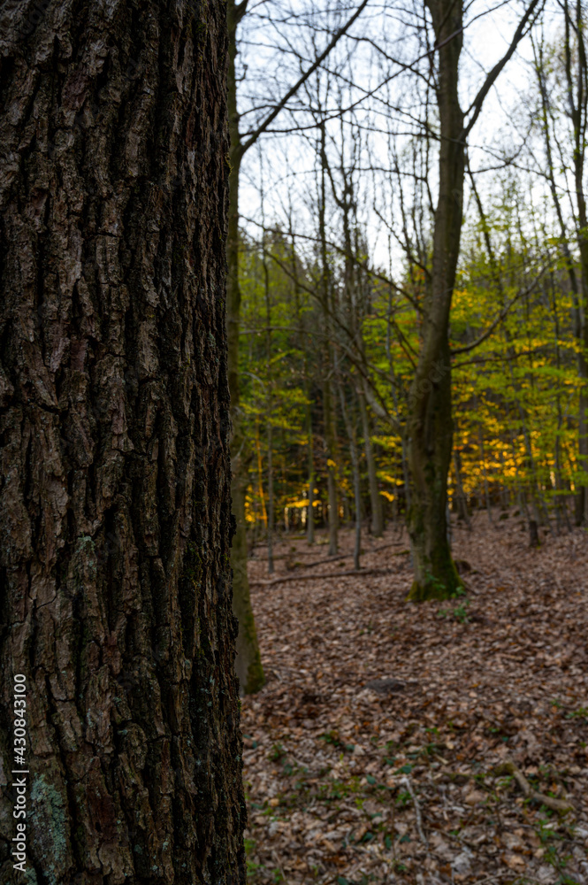 Trees in the forest at sunset Trees in the forest at sunset
