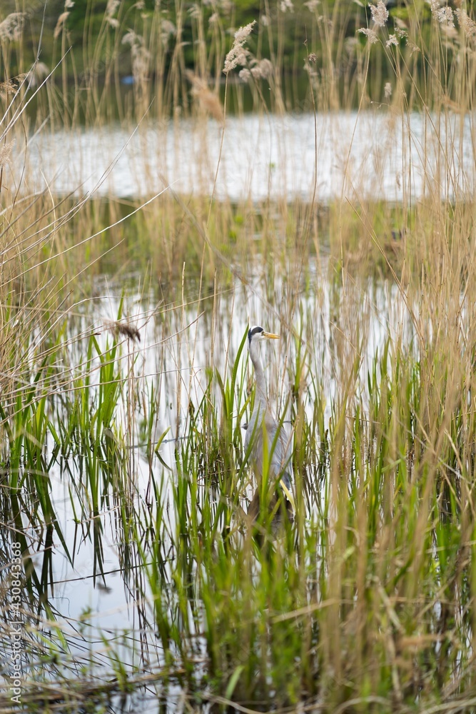 Obraz premium reeds in the water