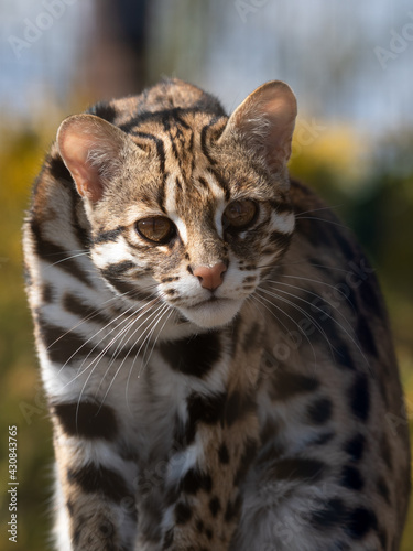 Fototapeta Naklejka Na Ścianę i Meble -  Close Up Asian Leopard Cat