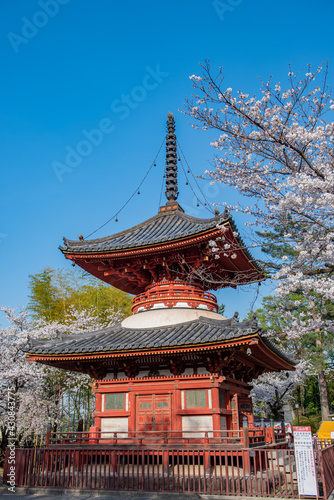 川越大師喜多院　多宝塔と桜