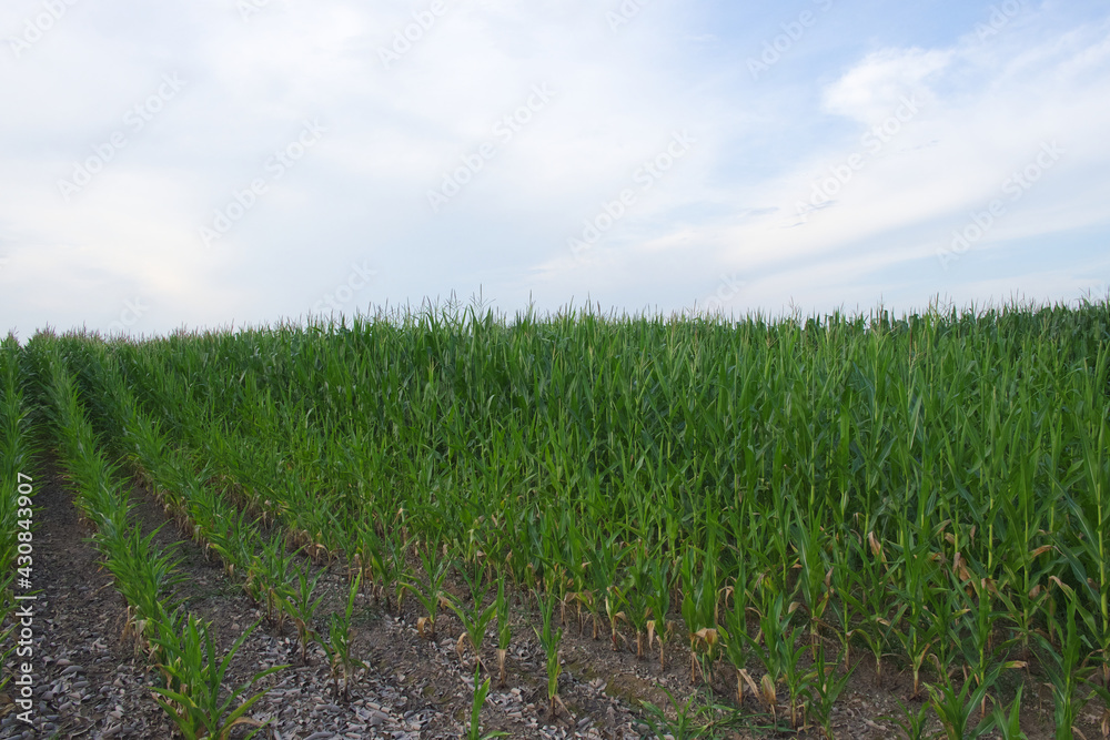 Plants of corn on a farm field under a blue sky. Agricultural landscape.