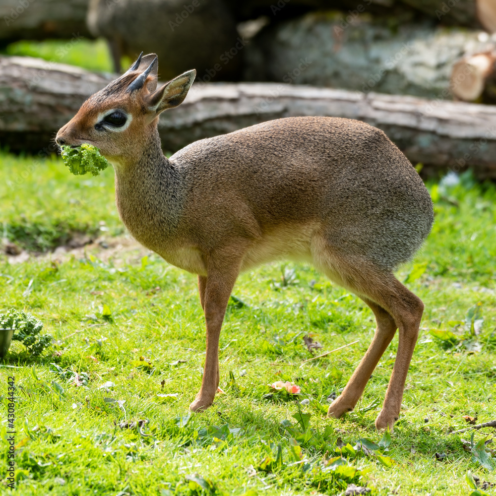 Kirk's Dik Dik Feeding on Veg