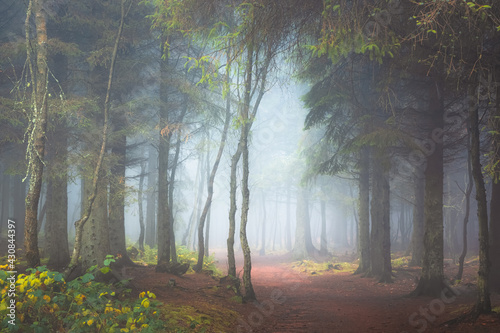 A dark and moody, haunted woodland forest path with atmospheric mist and fog at Blairadam Wood near Kelty, Fife, Scotland.