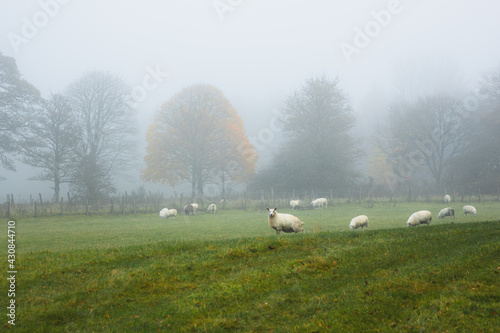 Foto Misty fog in a rural countryside pastoral meadow with cheviot sheep (ovis aries) in Scottish farmland