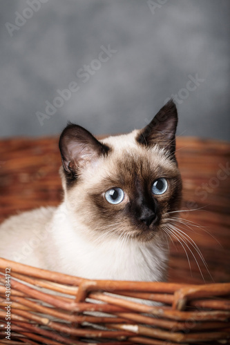 Portrait cat with blue eyes in basket