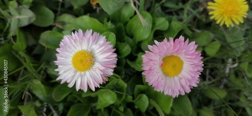 pink and white flowers