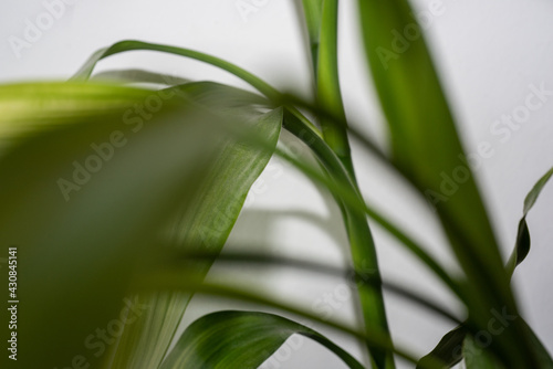 close up of a leaf