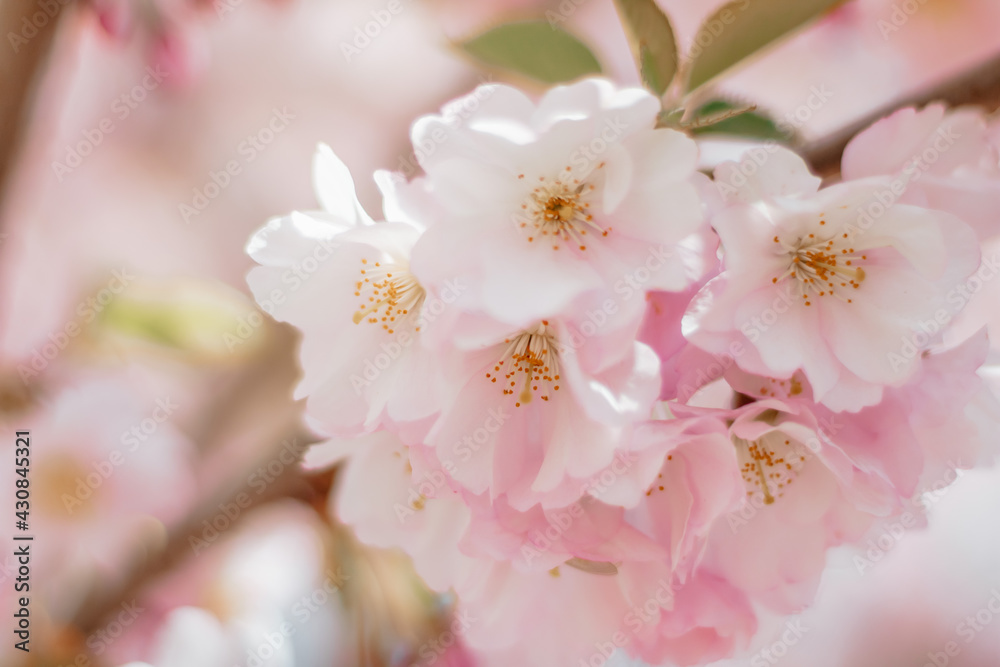 blossom blossom