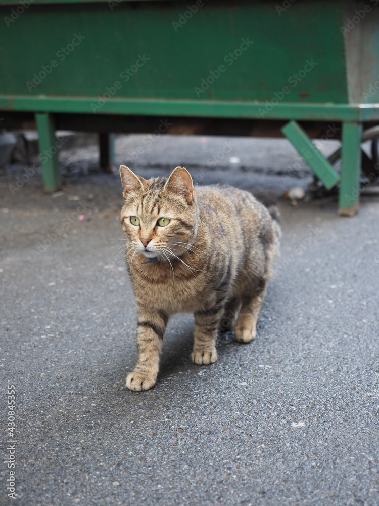 Naklejka premium cat in the garden
