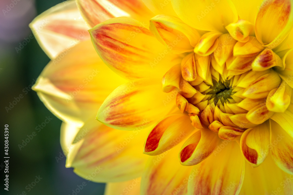 Beautiful yellow-red dahlia flower close up. Soft focus photography. Beautiful yellow-red dahlia flower close up. Soft focus photography.