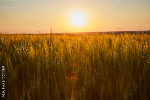 Beautiful landscape with field of ripe rye and blue summer sky