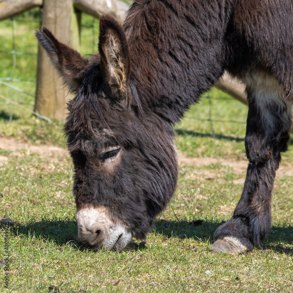 Portrait of a Donkey Feeding on Grass Portrait of a Donkey Feeding on Grass