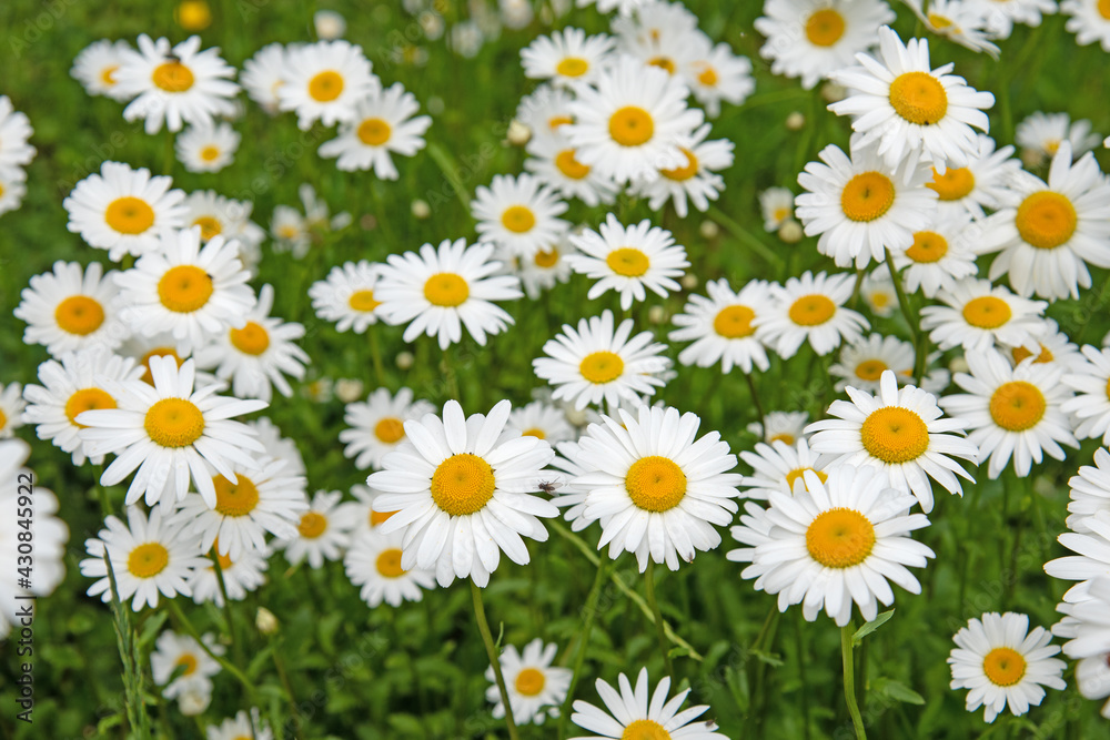 Blühende Margeriten, Leucanthemum, im Frühling Blühende Margeriten, Leucanthemum, im Frühling
