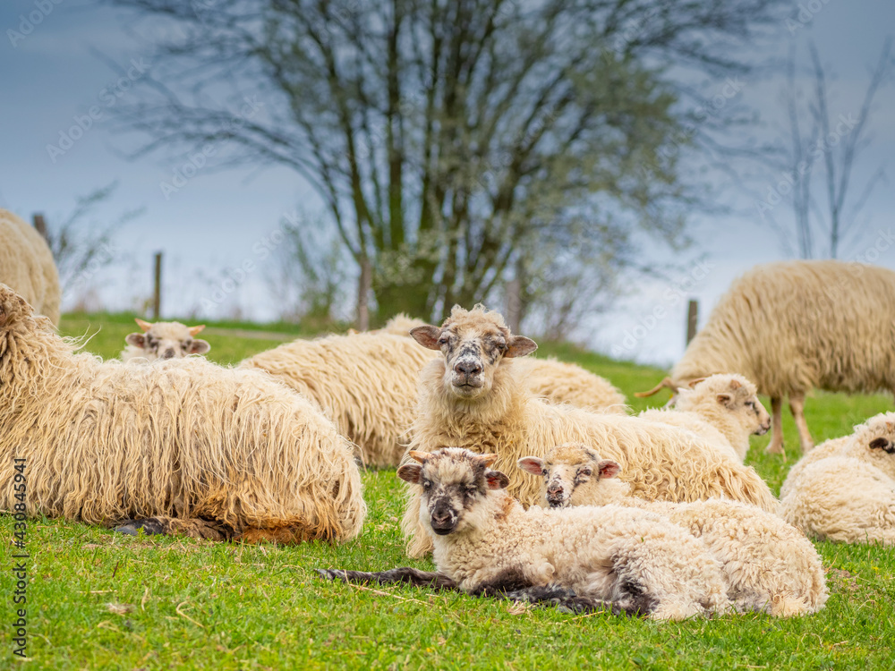 a cute little newborn lambs and its mother and flock of sheep a cute little newborn lambs and its mother and flock of sheep