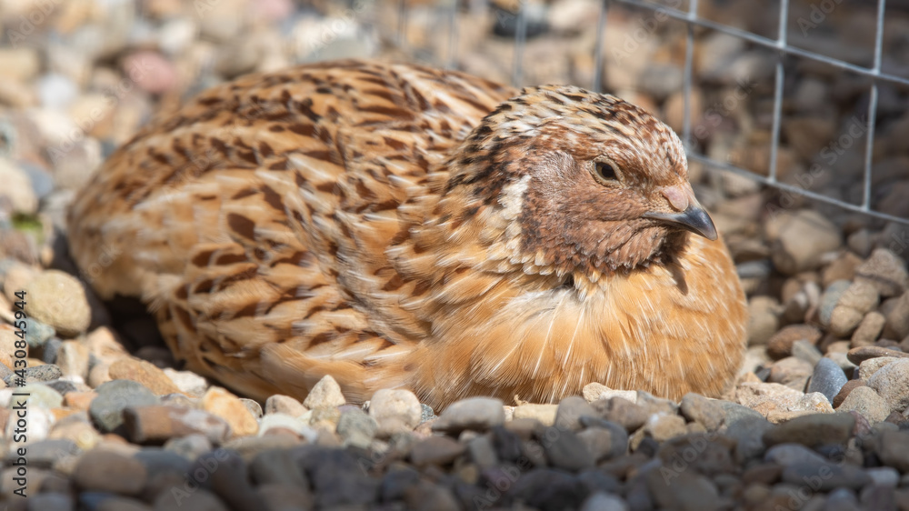 Japanese Quail Resting on the Ground