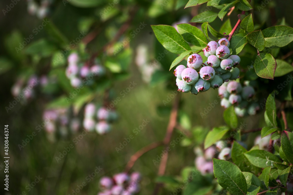 Unripe bilberry fruit in garden Unripe bilberry fruit in garden