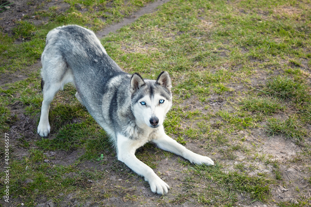 A young dog wants to play. Dog breed. Beautiful dog