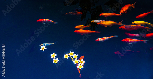 Golden carps and koi fishes in the pond. Porcelain flowers fall on the surface of the lake.