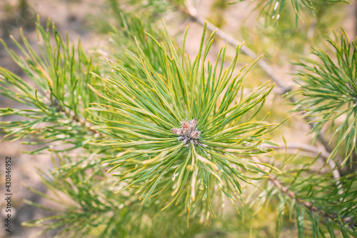 Prickly spruce branch. Green coniferous tree. Spruce up close. Prickly branches up close