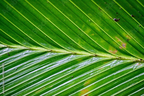 Macro shot of plants and symmetry in nature  Costa Rica.