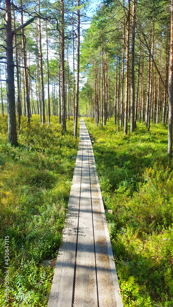 Obraz premium estonia landscape nature trail national park