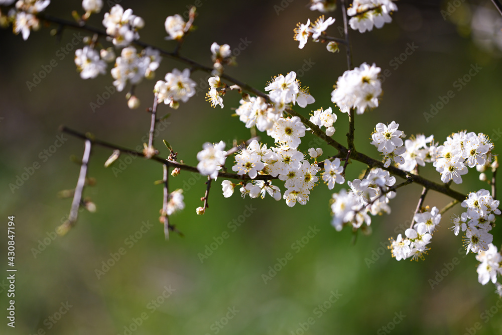 White, blooming flowers on a tree in front of a green background White, blooming flowers on a tree in front of a green background