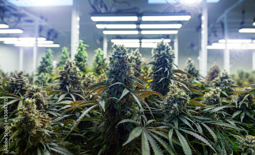 top of cannabis ruderalis plants in science lab for naking medicine and herb