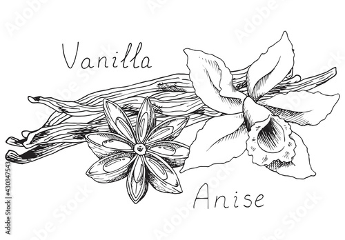 Vanilla. Plant pods. Blooming orchid flower. Anise. Natural organic oriental condiment from India for coffee and pastries. Herb. Condiment for baking and cooking. Isolated clipart set
