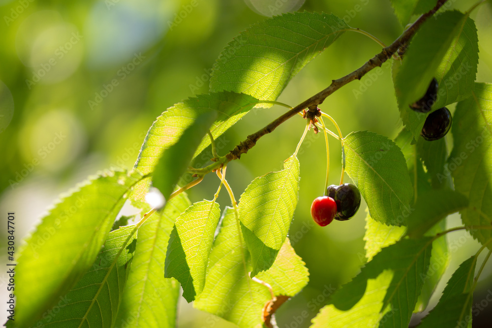 Fototapeta premium cerise, rouge, fruit, arbre, baie, vert, aliment, nature, baie, feuille, branchages, mûr, été, plante, jardin, frais, sain, juteuse, naturel, gros plan, cerises,fruits,couleurs,cerisier,arbre,feuilles